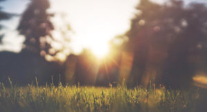 eine Wiese wird von der Sonne angeschienen