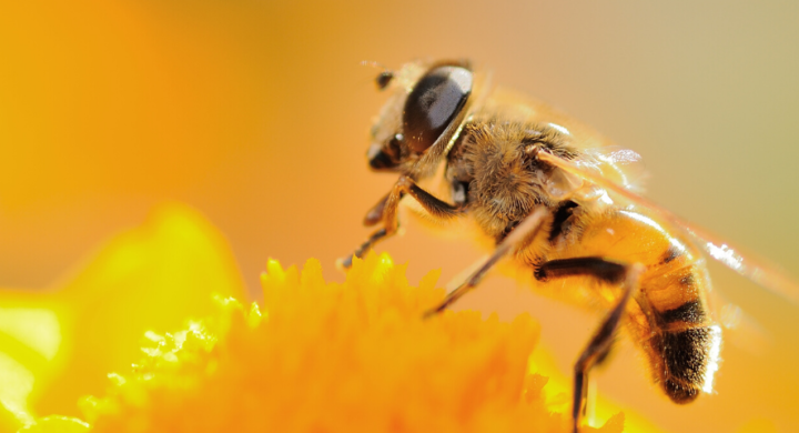 Welt-Bienen-Tag